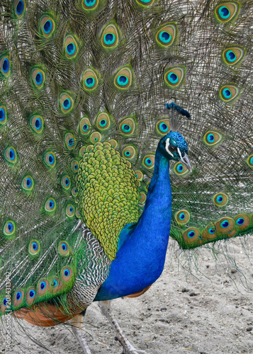 Peacock Portrait With Colorful Tail Feathers

