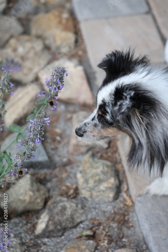 Close-up of a Shetland Sheepdog standing on a veranda in Sweden, soft natural daylight and a calm rural setting.
