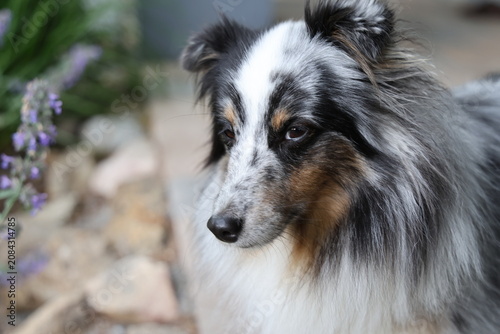 Cuadro en lienzo Close-up of a Shetland Sheepdog standing on a veranda in Sweden, soft natural daylight and a calm rural setting