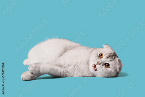 Cute Scottish fold cat lyin...