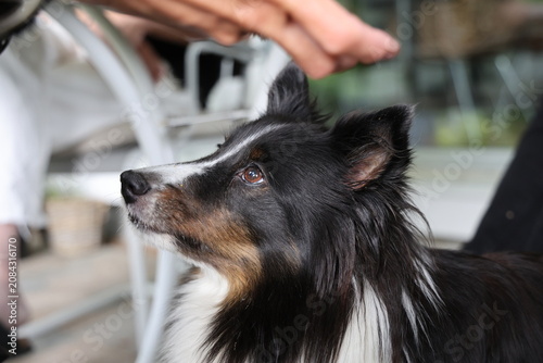 Cuadro en lienzo Close-up of a Shetland Sheepdog standing on a veranda in Sweden, soft natural daylight and a calm rural setting
