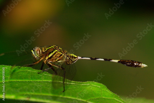 Photography Dragonfly Eye Ball Close-Up Macro Photography Nature Background