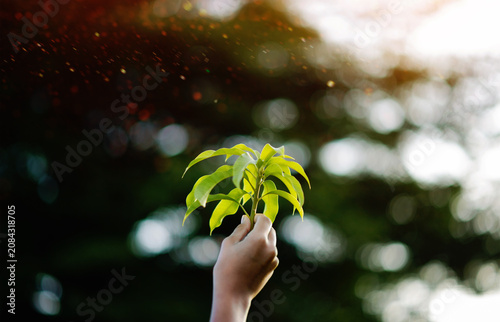 Trees, their planting and growth to be complete and beautiful in nature, environmental conservation, and green forest areas.