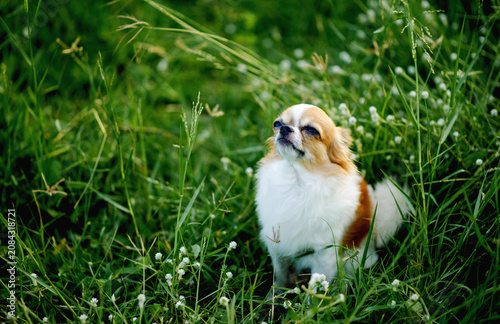 A cute little Chihuahua is sitting and playing in the green grass. Beautiful living things and nature.