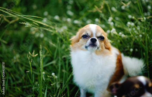 A cute little Chihuahua is sitting and playing in the green grass. Beautiful living things and nature.