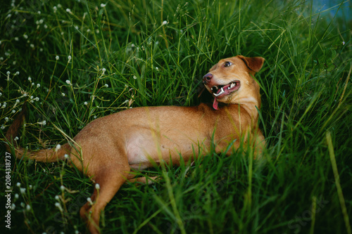 A cute brown dog sits playing in the green grass. Beautiful living things and nature.