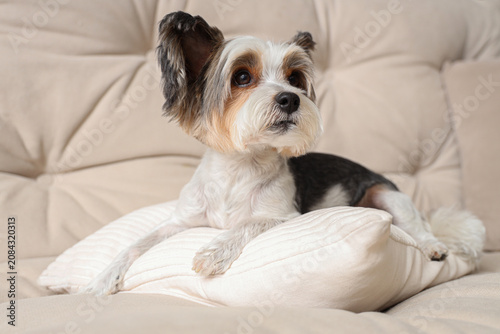 Cute Biewer Terrier dog wit...