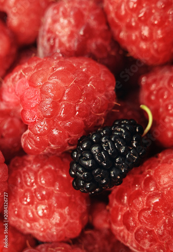 Close-up of a single black mulberry lying on a bed of fresh red raspberries