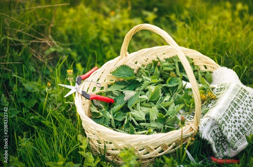Fotografía A wicker basket brims with vibrant green nettles, flanked by gardening shears