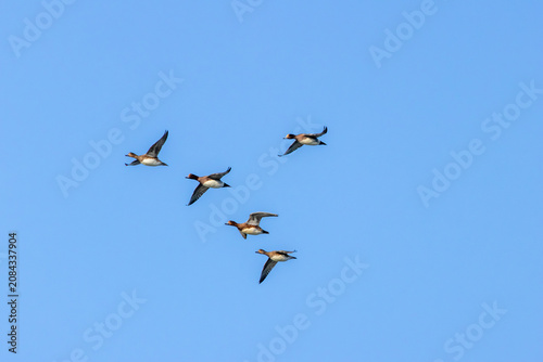Quadro su tela Flock of Eurasian Wigeon in flight