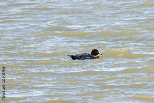 Photography Drake Eurasian Wigeon swimming