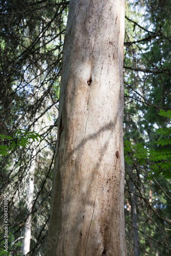 Kelo pine tree trunk in Finnish forest used for premium timber. Weathered Scots pine log in Nordic forest for high-value construction wood