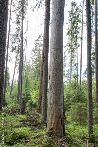 Dead standing pine tree trunk (kelo wood) in natural Finnish forest. Weathered pine log in boreal forest, highly valued construction timber