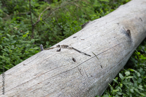 Ancient dead pine tree trunk in Finnish boreal forest. Weathered kelo wood pine log in untouched Nordic forest