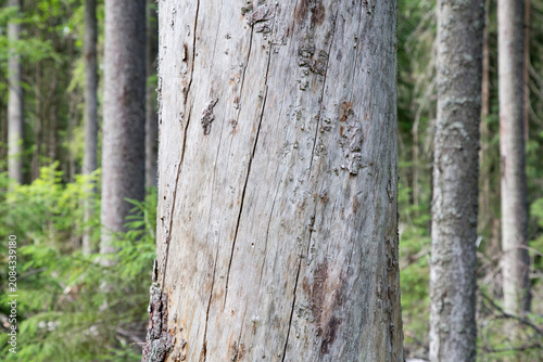 Premium kelo pine log in Finnish forest used for luxury timber. High-value weathered pine trunk in Scandinavian wilderness