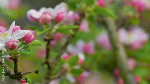 Cinematic view of apple tree branches covered in fresh pink flowers during spring season. Bright and vibrant blooming apple orchard landscape. High quality 4k footage