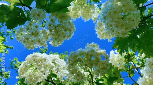 Low angle view of lush white viburnum flower clusters blooming against  bright clear blue spring sky