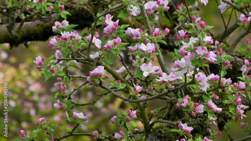 Cinematic view of apple tree branches covered in fresh pink flowers during spring season. Bright and vibrant blooming apple orchard landscape. High quality 4k footage