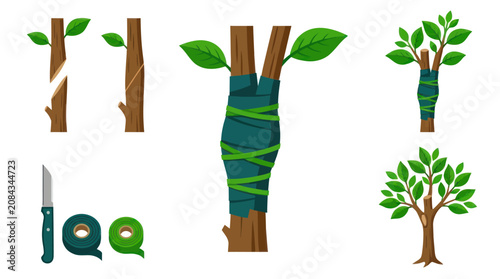 Foto Tree grafting process diagram showing branch binding and growth.