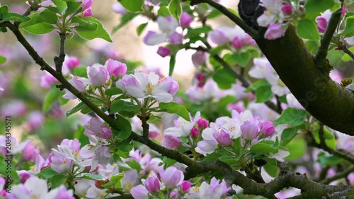Cinematic view of apple tree branches covered in fresh pink flowers during spring season. Bright and vibrant blooming apple orchard landscape. High quality 4k footage