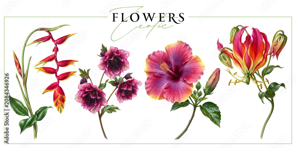 Fototapeta premium Colorful exotic flowers isolated on a white background. Vintage painting style illustration.