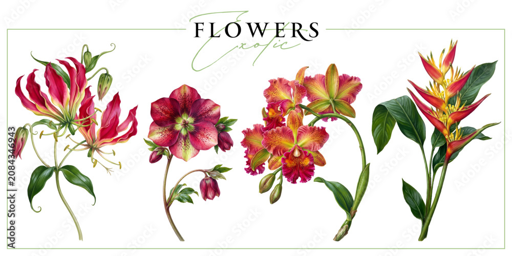 Fototapeta premium Colorful exotic flowers isolated on a white background. Vintage painting style illustration.