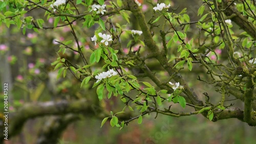 Cinematic view of apple tree branches covered in fresh pink flowers during spring season. Bright and vibrant blooming apple orchard landscape. High quality 4k footage