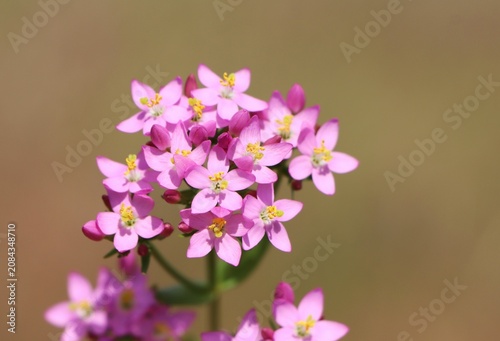 фотографія Common centaury (Centaurium erythraea) wild medicinal plant