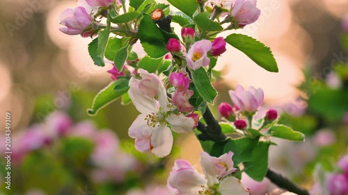 watch as delicate pink and white flower buds gracefully open into bloom in a serene and natural sunny meadow. this close-up, static shot captures the beauty of nature's transformation.