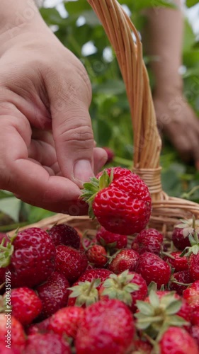 Close-up of a hand selecting a ripe strawberry from a wicker basket filled with freshly harvested berries in a strawberry field. Fresh seasonal harvest, organic farming, local agriculture and natural