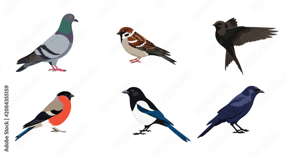 Fototapeta premium Selection of six different wild birds including a pigeon, sparrow, swallow, bullfinch, magpie, and crow isolated.