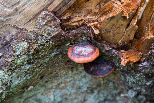 Fomitopsis pinicola (red-belted conk) on dead tree trunk in forest. Bracket fungus on decaying wood in boreal forest environment