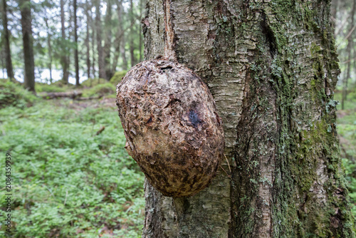 Large burl growth on tree trunk in Finnish forest. Knotted tree burl on forest trunk, natural wood deformity