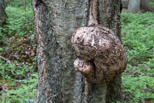 Close-up of large tree burl on natural forest trunk. Unusual burl growth on pine tree in Scandinavian forest
