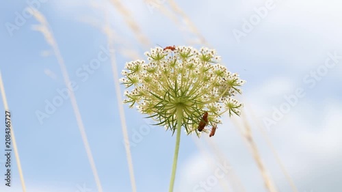 Wild carrot plant, daucus carota, wildflower with common red soldier beetles and fly, flowers attract  variety of pollinators