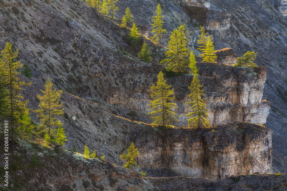 Fototapeta premium Larches Growing on Rocky Mountain Slope