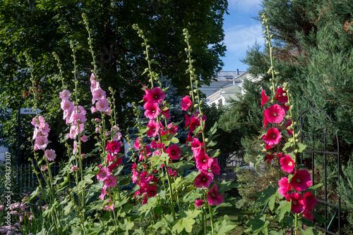 Foto Pink and magenta hollyhocks blooming near garden fence