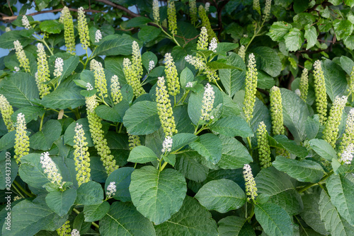Photos Phytolacca americana with white flower spikes among green leaves