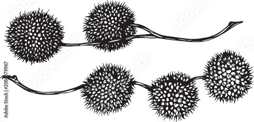 Two dry black vector branches with round sycamore fruits.