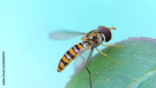 Close-up of a striped hoverfly perched on a fresh green leaf outdoors.