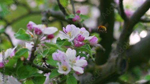 Close up macro view of a bumblebee pollinating and gathering nectar from pink and white apple blossoms on a tree branch during spring season in an orchard. High quality 4k footage