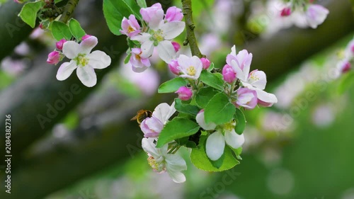 Close up macro view of a bumblebee pollinating and gathering nectar from pink and white apple blossoms on a tree branch during spring season in an orchard. High quality 4k footage