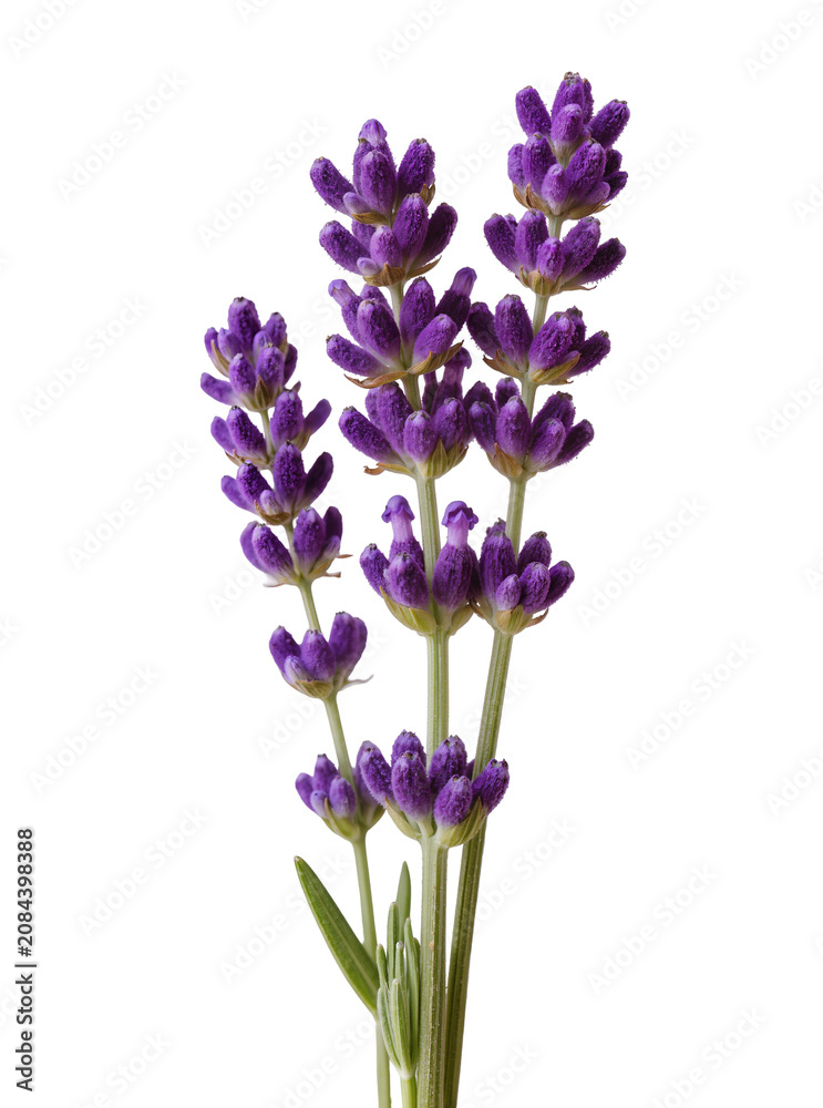 Obraz premium Isolated fresh purple lavender flowers in bloom, fragrant plant with delicate aroma and beauty