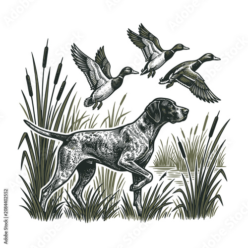 Vintage engraving of a pointer dog hunting ducks in a marsh