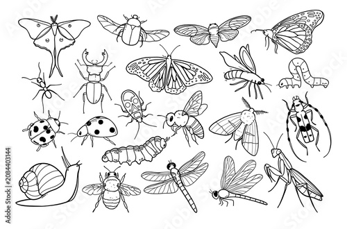 Insect collection, hand-drawn outline set of various bugs and insects