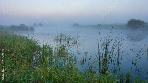 misty morning at a peaceful lake surrounded by lush green reeds and soft, hazy fog