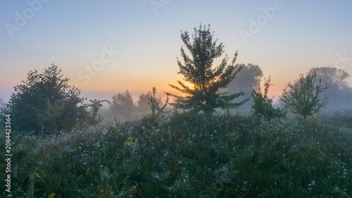 A serene sunrise casts a golden glow over a misty meadow filled with lush green trees and delicate morning dew drops