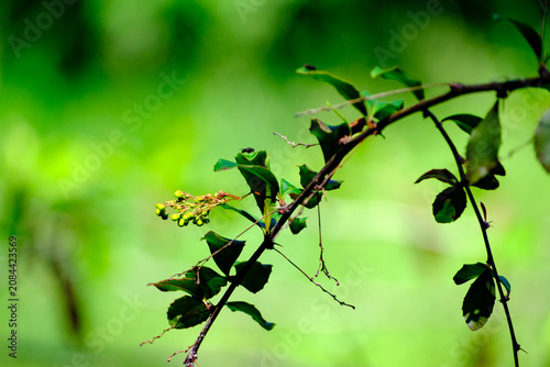 Foto Small green buds emerging on a thin dark thorny branch reaching out across a vibrant and beautifully defocused lush green foliage background illuminated by natural sunlight