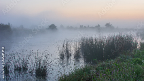 misty morning over a calm lake where tall reeds emerge from the water under a soft sky