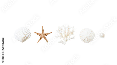 A collection of seashells and ocean treasures on transparent background